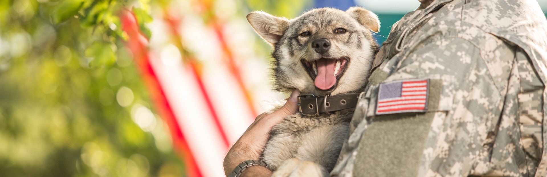 Pet Relocation Reimbursement for Military Services Personnel