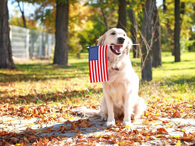 Golden retriever dog holding American flag in its mouth