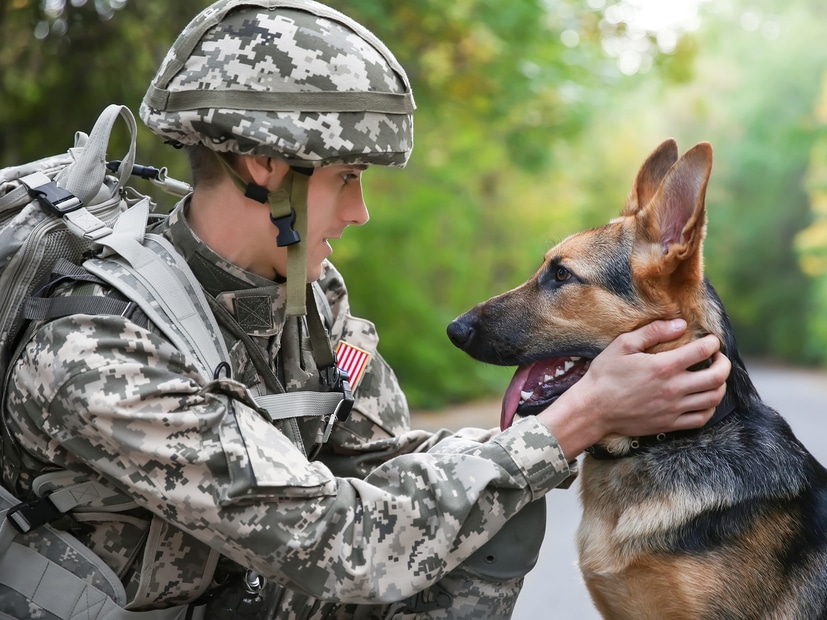 Military personnel patting German Shepherd dog 