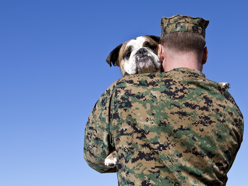 Military personnel holding English Bulldog
