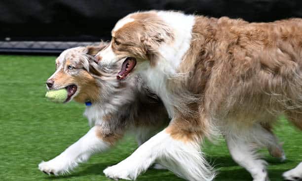 Two happy looking dogs enjoying play at a pet hotel.