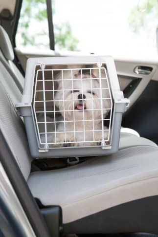 Pet dog being transported overland by car in a pet carrier.