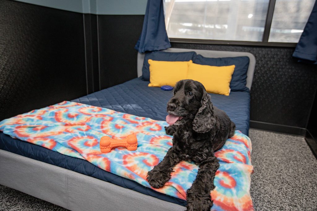 A happy dog enjoying a luxury bedroom in the pet hotel.