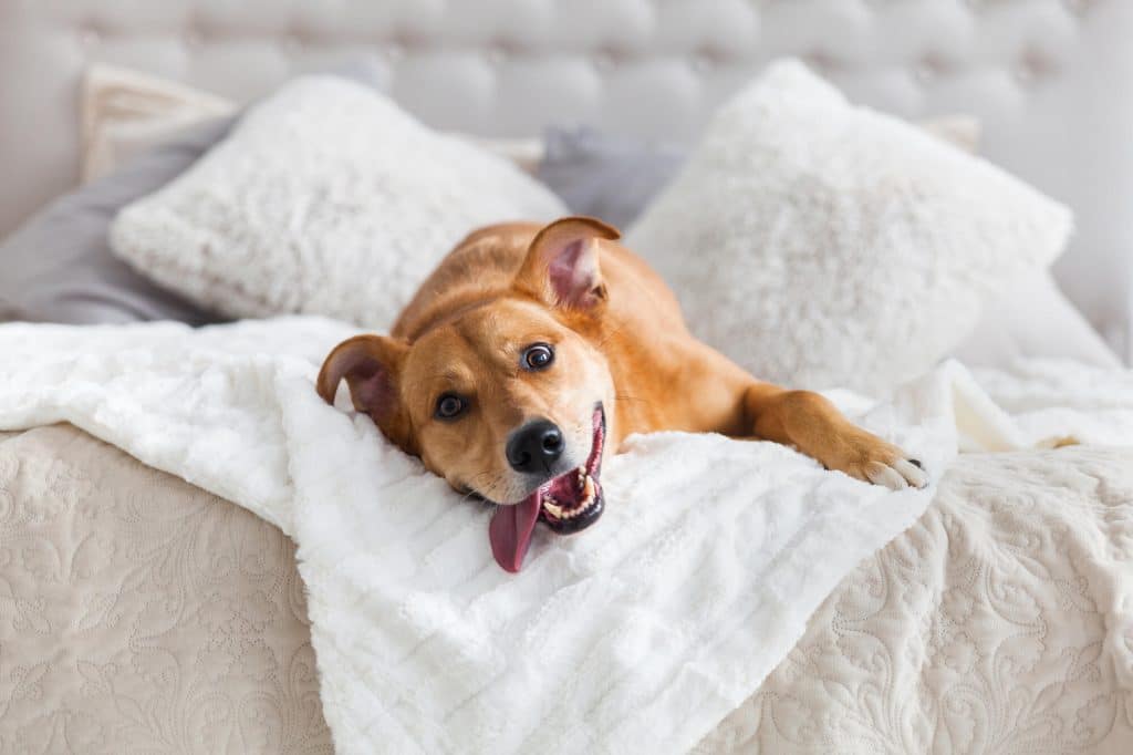 A happy dog laying on a bed