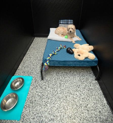 A dog bedroom at the pet hotel